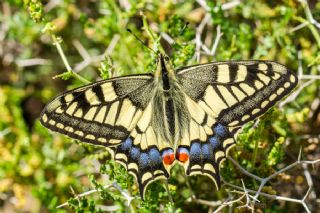 Krlangkuyruk (Papilio machaon)