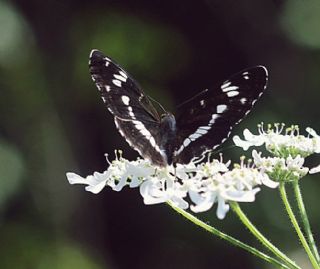 Hanmeli Kelebei (Limenitis camilla)