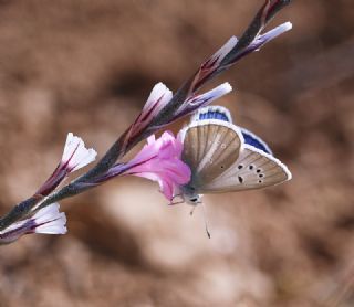 Lacivert Azeri okgzls (Polyommatus altivagans)