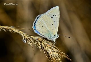 Anadolu Gzel Mavisi, Taskent Blue (Polyommatus guezelmavi)